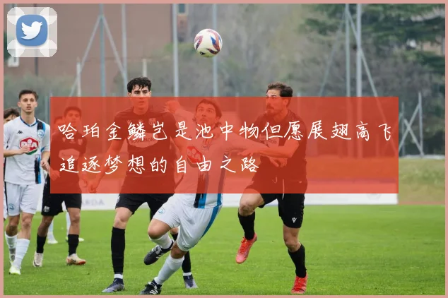 哈珀金鳞岂是池中物但愿展翅高飞追逐梦想的自由之路